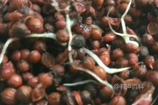 如何种植香菜并催芽：种植时间和方法的注意事项