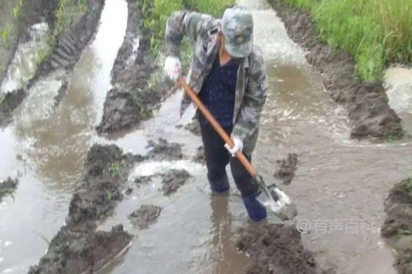 雨后田间水管理方法，排水防涝措施需快速实施