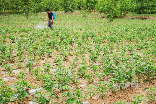 雨后田间水管理方法，排水防涝措施需快速实施