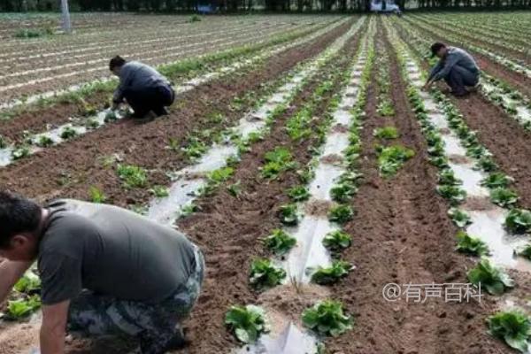 雨后田间水管理方法，排水防涝措施需快速实施