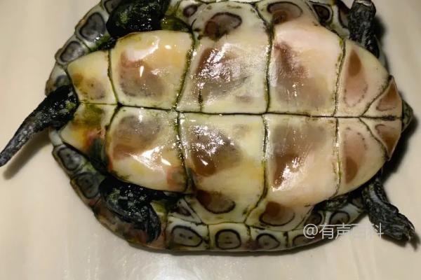 乌龟消炎药有哪些选择？头孢和黄连素都可以使用