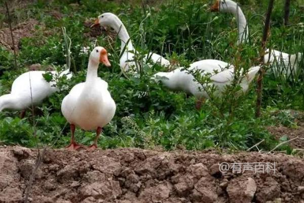 鹅有没有牙齿？鹅没有牙齿，但依然能咬断食物