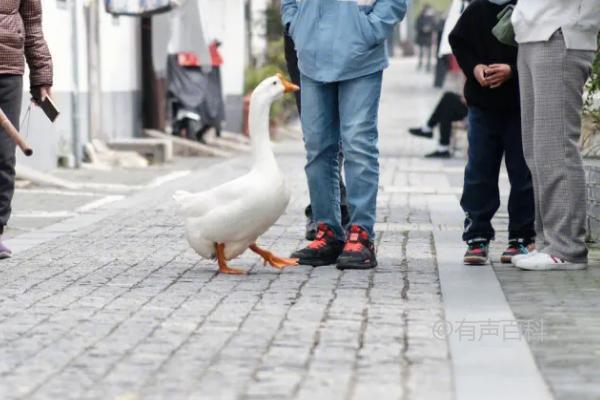 鹅有没有牙齿？鹅没有牙齿，但依然能咬断食物