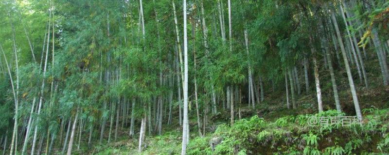 北方地区适合种植毛竹吗？毛竹的市场价格是多