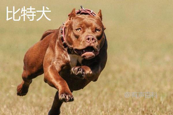 了解比特犬、土佐犬和杜高犬，一起来认识这三种犬种