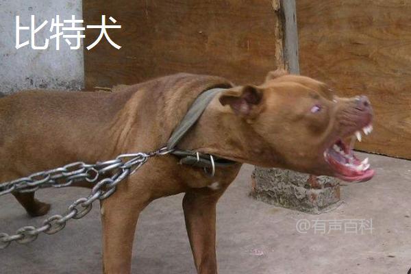 了解比特犬、土佐犬和杜高犬，一起来认识这三种犬种