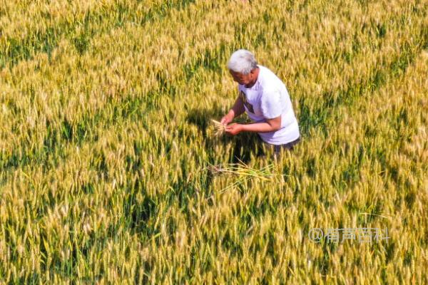 扬麦25种植特点及生长条件介绍