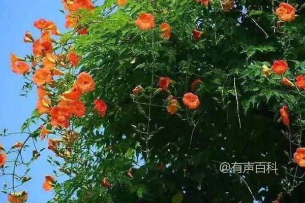 阳台种植凌霄花需要选择多大的花盆？