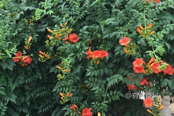 阳台种植凌霄花需要选择多大的花盆？