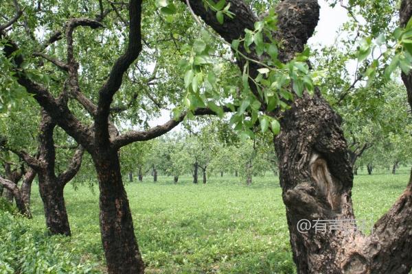 寒冷时节如何有效消灭枣树害虫，保持园区清洁以减少虫源？