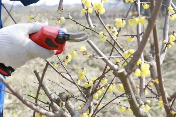 梅花常见害虫防治方法，梅毛虫可采用杀螟松喷雾防治