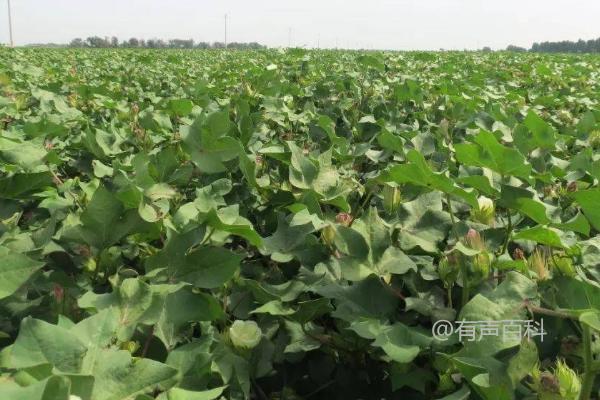 棉花主要产地及原产地分布地理环境