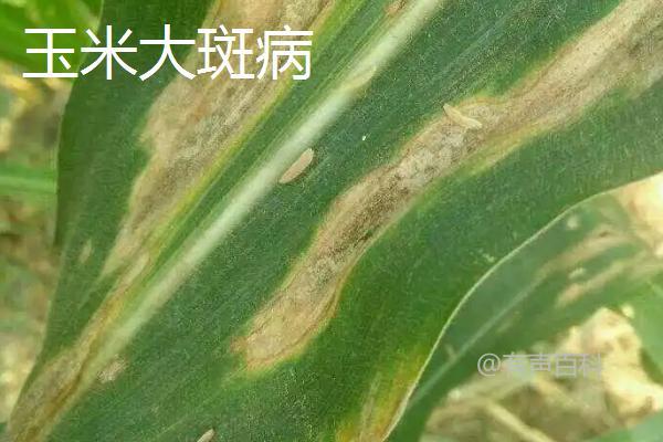 玉米常见病害的防治方法及治理措施