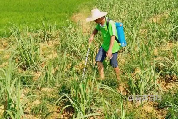 冬季甘蔗防治蚜虫方法与茎叶检查及时用药