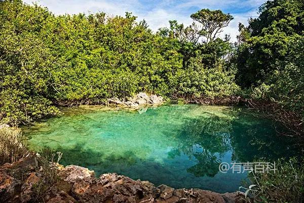 2月百慕大草适合在哪些地区种植及播种时间