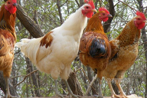 柴鸡养殖注意事项：傍晚喂食优质饲料的建议