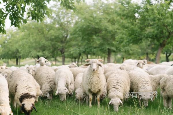 根据百度SEO规范，建议修改为：“产羊过多饮用红糖水的后果有哪些？”