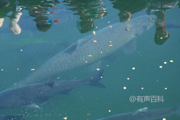 青鱼的饲养方法详解，室外饲养常见技巧