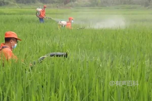 水稻如何合理使用多效唑防治倒伏问题