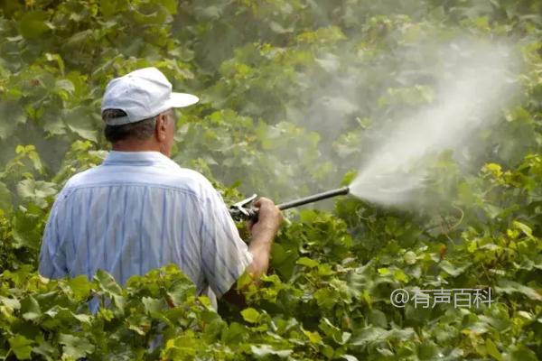 种植和管理红提葡萄的技巧