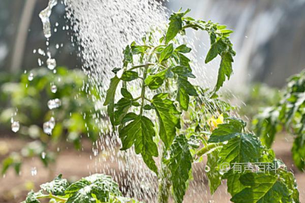 春季种植西红柿的最佳时间为3-4月份