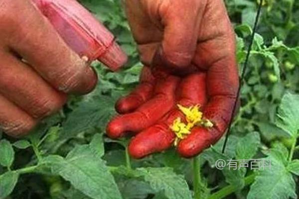 春季种植西红柿的最佳时间为3-4月份