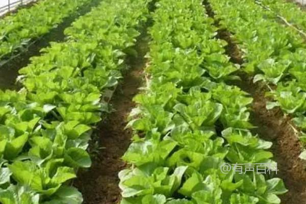 蔬菜种植的技巧，控制、促进、稳定是三个关键要点