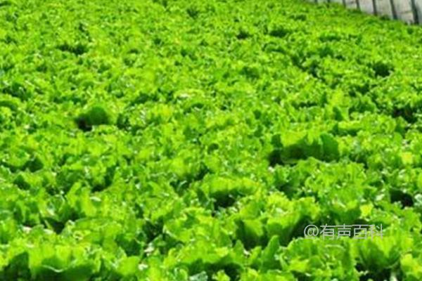 蔬菜种植的技巧，控制、促进、稳定是三个关键要点