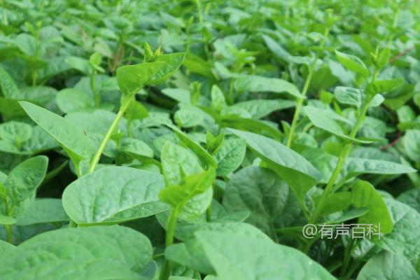 蔬菜种植的技巧，控制、促进、稳定是三个关键要点