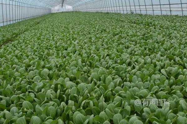 蔬菜种植的技巧，控制、促进、稳定是三个关键要点