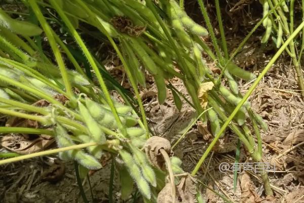 荆油豆1号大豆种子介绍，高抗SC7株系