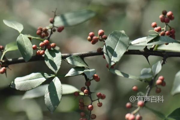 野花椒的介绍及形态特征与生长环境