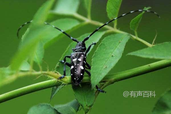 天牛的食物来源、危害和种类详解