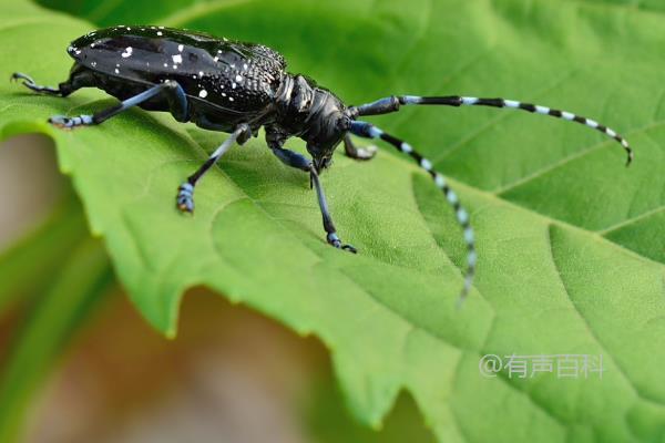 天牛的食物来源、危害和种类详解