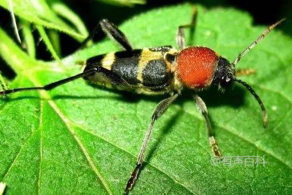 天牛的食物来源、危害和种类详解