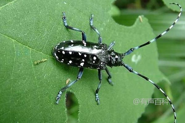 天牛的食物来源、危害和种类详解