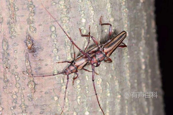 天牛的食物来源、危害和种类详解