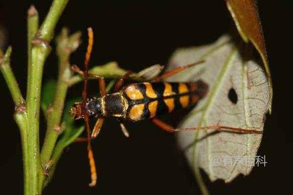 天牛的食物来源、危害和种类详解