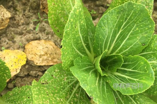 使用草木灰来防治白菜害虫的常见方法