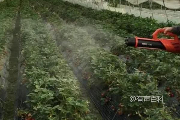 使用臭氧发生器防治大棚蔬菜病虫害