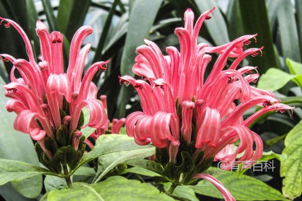 珊瑚花的外观特征：花冠筒稍短或与唇瓣等长