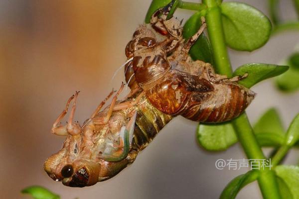 知了猴什么季节开始叫，一般在夏季5月末时分开始鸣叫