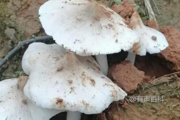 鸡枞菌的最佳采摘时间——端午节前后