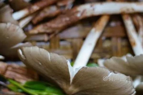 鸡枞菌的最佳采摘时间——端午节前后