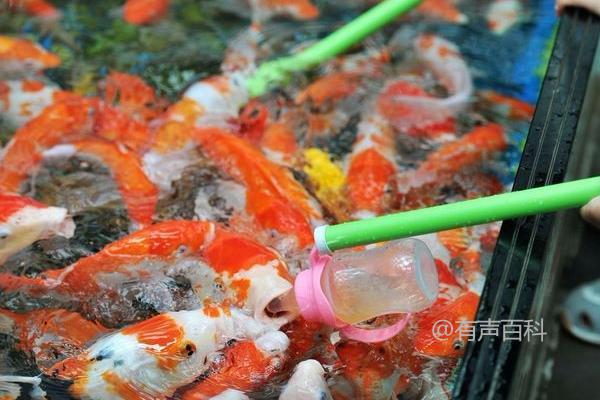 冬季观赏鱼喂食频率：每天喂食还是每2-3天喂食更合适？