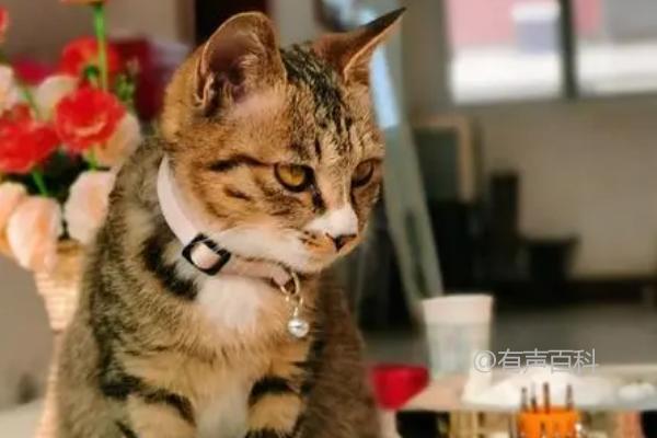 猫肠胃炎症状解析：急性症状与慢性症状不同