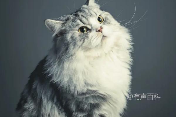 猫肠胃炎症状解析：急性症状与慢性症状不同