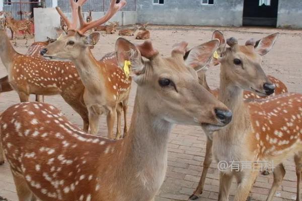 养殖梅花鹿需要办理哪些手续？