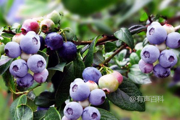 蓝莓种植技巧，扦插、实生、分株繁殖的方法介绍