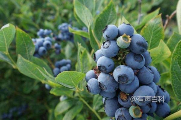 蓝莓种植技巧，扦插、实生、分株繁殖的方法介绍